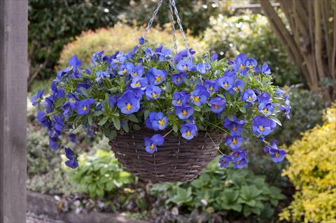 photo of flower to be used as: Bedding pot or basket Viola wittrockiana Cool Wave Blue Skies