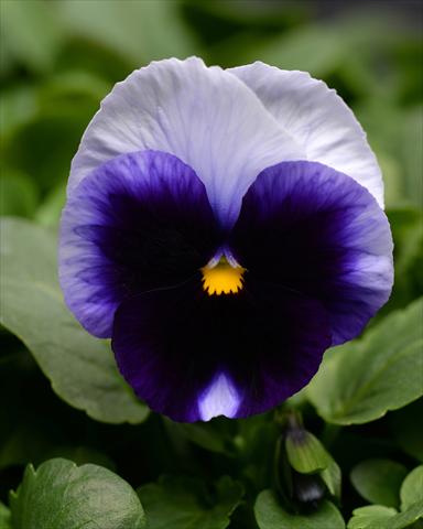 photo of flower to be used as: Bedding pot or basket Viola wittrockiana Promise Beaconsfield