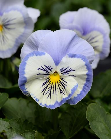 photo of flower to be used as: Bedding pot or basket Viola wittrockiana Promise Blue White Whiskers