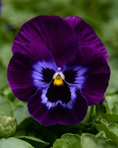 photo of flower to be used as: Bedding pot or basket Viola wittrockiana Promise Denim