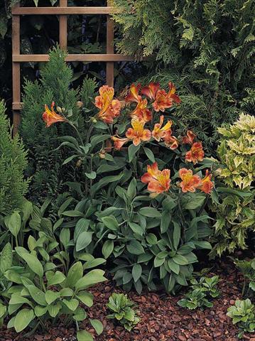 photo of flower to be used as: Bedding / border plant Alstroemeria Inca® Tropic