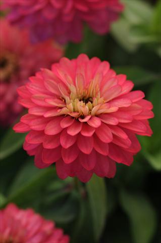 photo of flower to be used as: Pot and bedding Zinnia marylandica Zahara Double Salmon Rose
