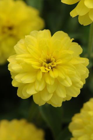 photo of flower to be used as: Pot and bedding Zinnia marylandica Zahara Double Yellow