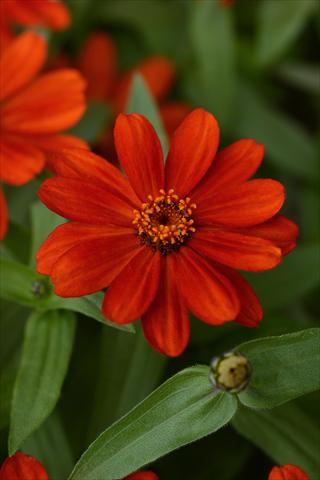 photo of flower to be used as: Pot and bedding Zinnia marylandica Zinnia Zahara Red
