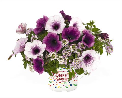 photo of flower to be used as: Basket / Pot 3 Combo RED FOX Confetti Garden Yolo Glossy Grape