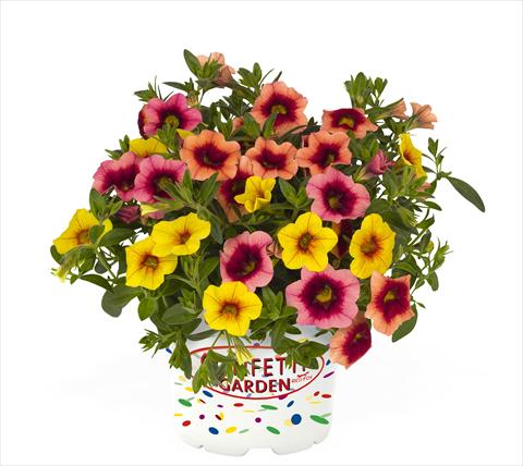 photo of flower to be used as: Basket / Pot 3 Combo RED FOX Confetti Garden Hawaiian Hula