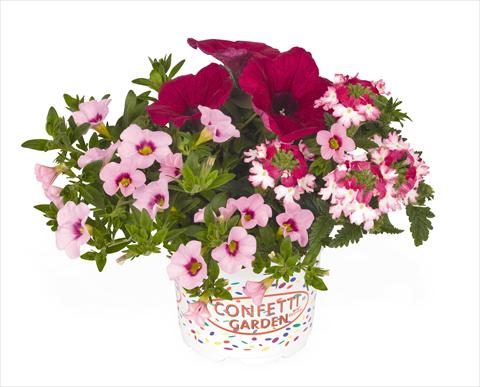 photo of flower to be used as: Basket / Pot 3 Combo RED FOX Confetti Garden Hot Pink Jazz