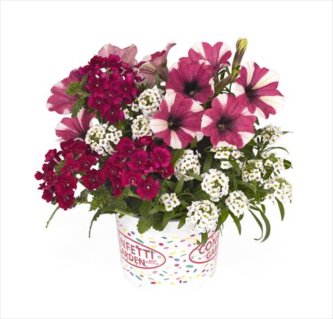 photo of flower to be used as: Basket / Pot 3 Combo RED FOX Confetti Garden Peppy Cerise