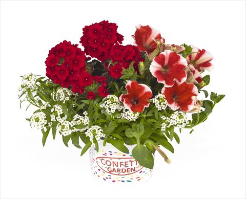 photo of flower to be used as: Basket / Pot 3 Combo RED FOX Confetti Garden Peppy Red