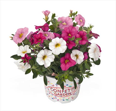 photo of flower to be used as: Basket / Pot 3 Combo RED FOX Confetti Garden Pink Fusion