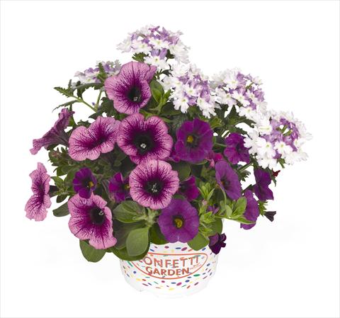 photo of flower to be used as: Basket / Pot 3 Combo RED FOX Confetti Garden Purple Cleopatra