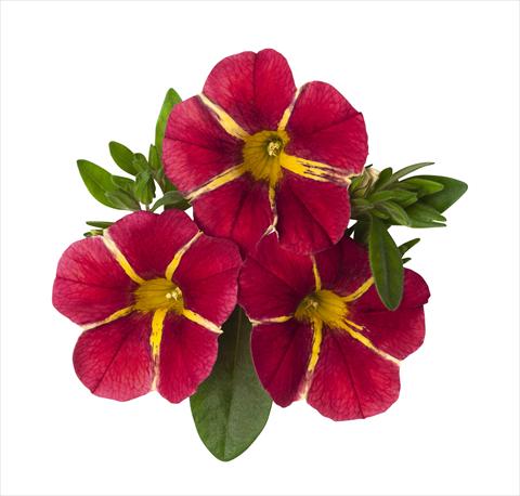 photo of flower to be used as: Basket / Pot Calibrachoa RED FOX Aloha® Cherry Cart Wheel