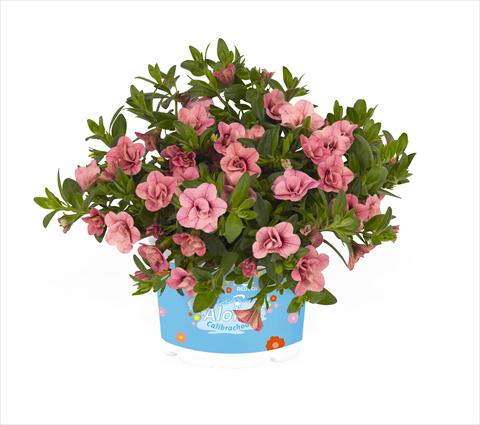 photo of flower to be used as: Basket / Pot Calibrachoa RED FOX Aloha® Double Pink