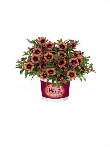 photo of flower to be used as: Basket / Pot Calibrachoa RED FOX Hula Godiva