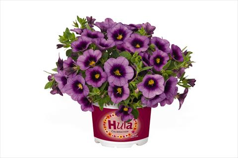 photo of flower to be used as: Basket / Pot Calibrachoa RED FOX Hula Lavender