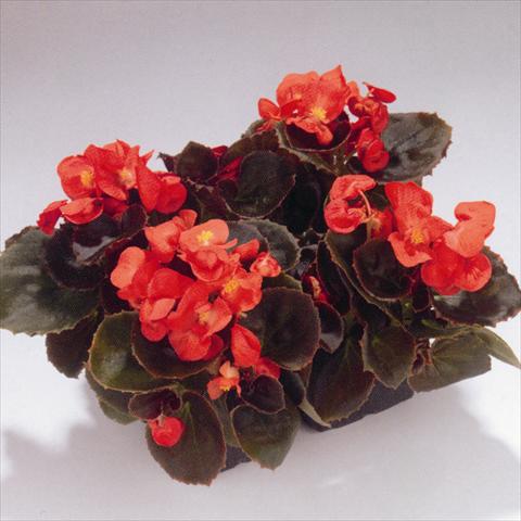 photo of flower to be used as: Bedding / border plant Begonia semperflorens Havana Scarlet
