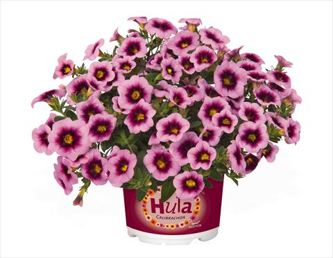 photo of flower to be used as: Basket / Pot Calibrachoa RED FOX Hula Soft Pink