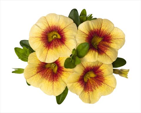 photo of flower to be used as: Basket / Pot Calibrachoa RED FOX Super Yellow