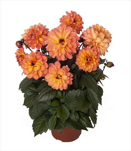 photo of flower to be used as: Pot Dahlia Dahlinova Temptation Golden