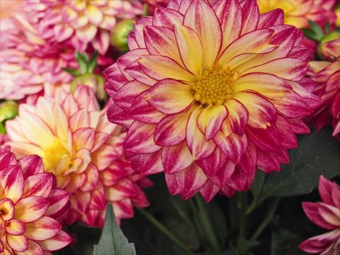 photo of flower to be used as: Pot Dahlia Hypnotica Tropical Breeze