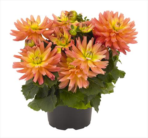 photo of flower to be used as: Pot Dahlia RED FOX XXL Sunset