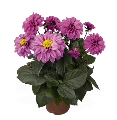 photo of flower to be used as: Pot Dahlia Temptation Lavender