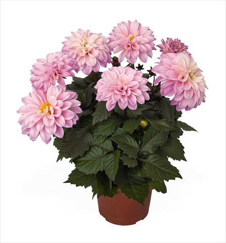 photo of flower to be used as: Pot Dahlia Temptation Pink Bicolor