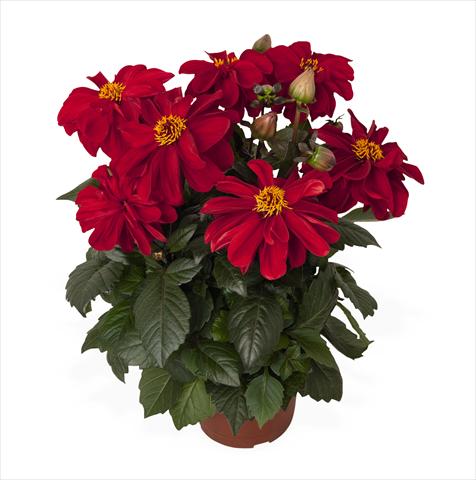 photo of flower to be used as: Pot Dahlia Temptation Red