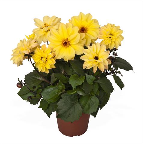 photo of flower to be used as: Pot Dahlia Temptation Yellow