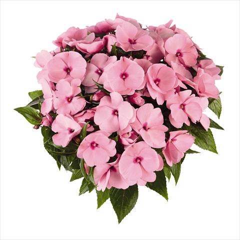 photo of flower to be used as: Bedding pot or basket Impatiens N. Guinea RED FOX Tamarinda True Pink