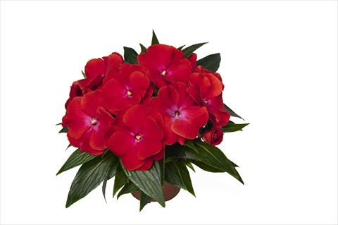 photo of flower to be used as: Bedding pot or basket Impatiens N. Guinea RED FOX Magnum Red Flame
