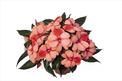 photo of flower to be used as: Bedding pot or basket Impatiens N. Guinea RED FOX Petticoat Mandarin Star