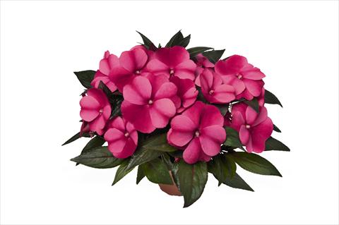 photo of flower to be used as: Bedding pot or basket Impatiens N. Guinea RED FOX Petticoat Purple Star
