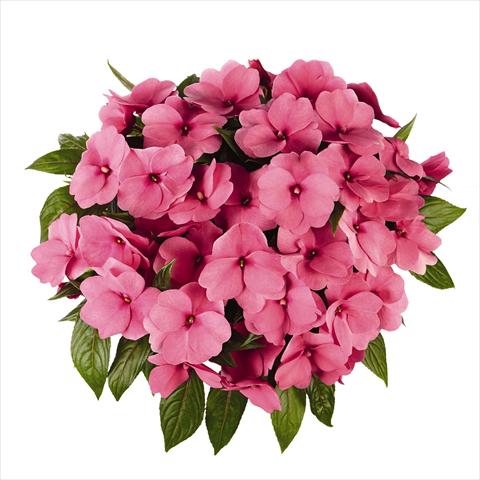 photo of flower to be used as: Bedding pot or basket Impatiens N. Guinea RED FOX Tamarinda Pink