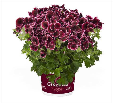 photo of flower to be used as: Pot Pelargonium interspec. RED FOX Graziosa Merlot Picotee