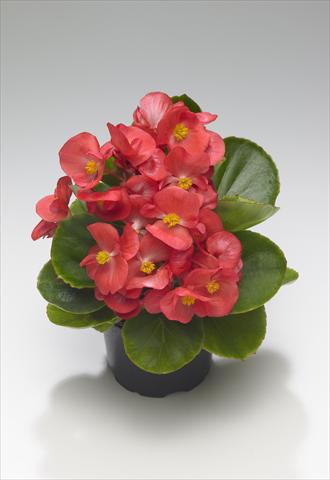 photo of flower to be used as: Bedding / border plant Begonia semperflorens Monza Coral