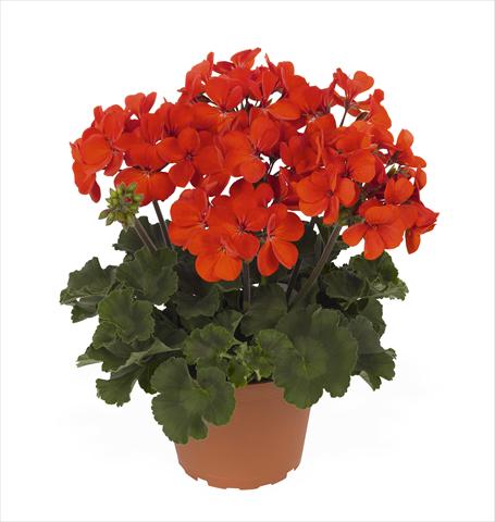 photo of flower to be used as: Pot Pelargonium interspec. RED FOX Sarita Fire