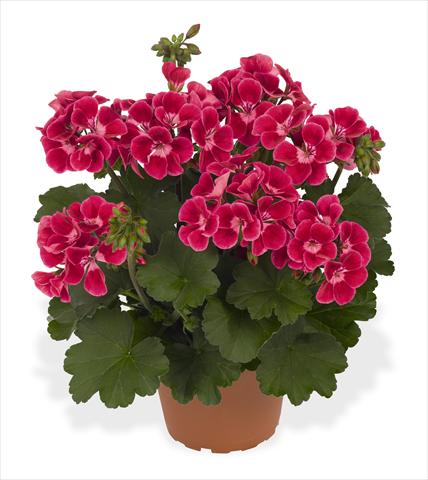 photo of flower to be used as: Pot Pelargonium interspec. RED FOX Sarita Neon Sizzle