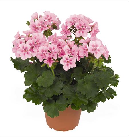 photo of flower to be used as: Pot Pelargonium interspec. RED FOX Sarita Soft Pink Splash