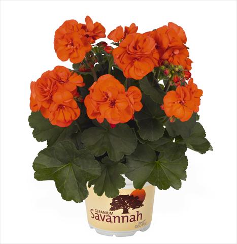 photo of flower to be used as: Pot Pelargonium zonale RED FOX Savannah Oh so Orange