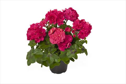 photo of flower to be used as: Pot Pelargonium peltatum RED FOX Great Ball of Fire Melon
