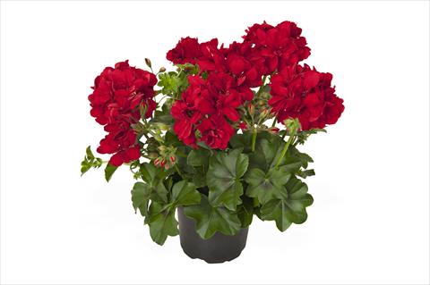 photo of flower to be used as: Pot Pelargonium peltatum RED FOX Great Ball of Fire Red Velvet