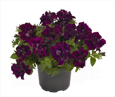 photo of flower to be used as: Basket / Pot Petunia x hybrida RED FOX Origami Burgundy