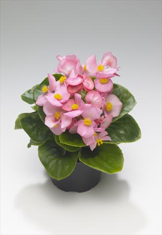 photo of flower to be used as: Bedding / border plant Begonia semperflorens Monza Pink