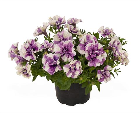 photo of flower to be used as: Basket / Pot Petunia x hybrida RED FOX Origami Lavender Touch