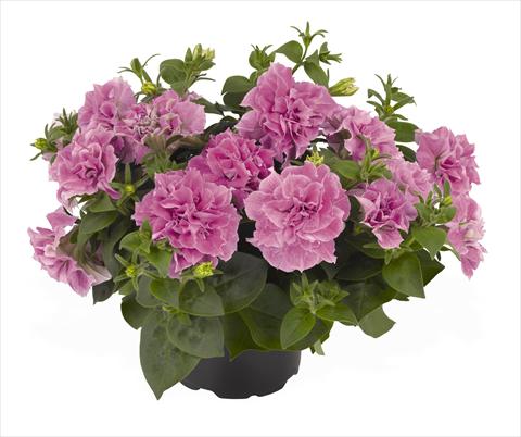 photo of flower to be used as: Basket / Pot Petunia x hybrida RED FOX Origami Pink