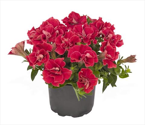 photo of flower to be used as: Basket / Pot Petunia x hybrida RED FOX Origami Watermelon