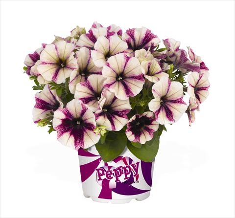 photo of flower to be used as: Basket / Pot Petunia x hybrida RED FOX Peppy Plum