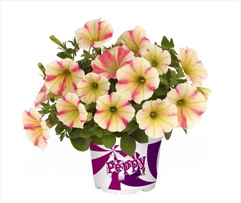 photo of flower to be used as: Basket / Pot Petunia x hybrida RED FOX Peppy Sunset