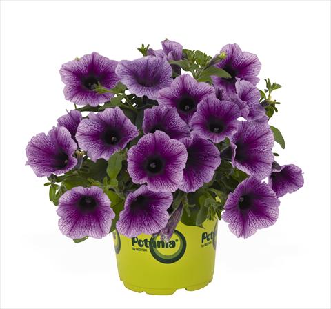 photo of flower to be used as: Basket / Pot Petunia x hybrida RED FOX Potunia Plus Denim